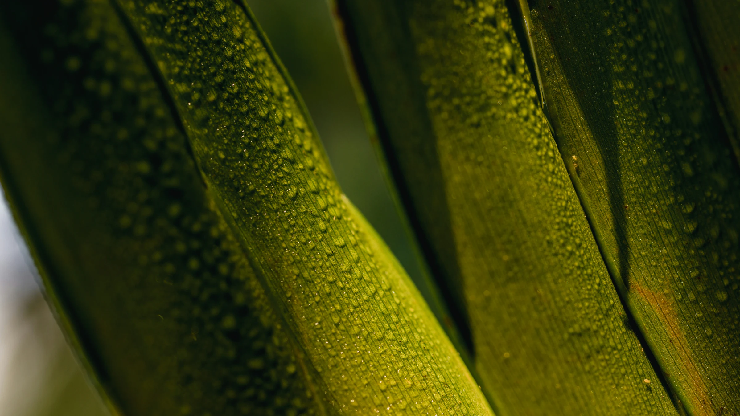 A close bed of wet green leaves lit from behind, water beading along the blades