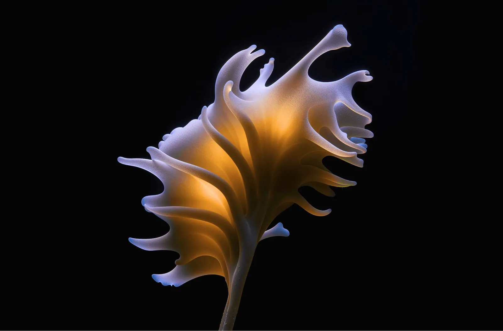 Basis abstract brand art: a glowing organic form in amber and violet on black