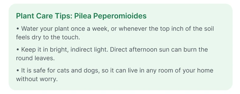 A green box titled Plant Care Tips: Pilea Peperomioides with three bullet sentences about water, light and pets